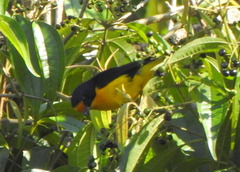 Euphonia violacea