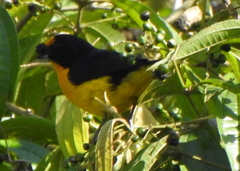 Euphonia violacea