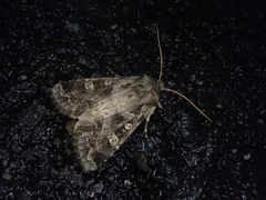 Sidemia bremeri