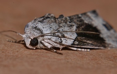 Garella