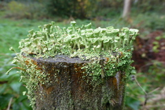 Cladonia fimbriata