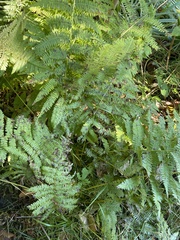 Athyrium angustum