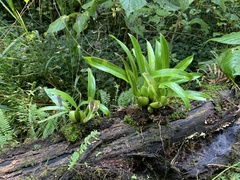 Aechmea bracteata