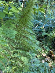 Athyrium angustum