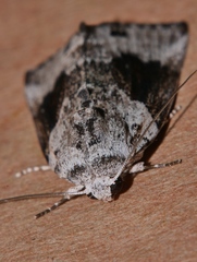 Garella