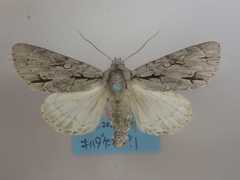 Acronicta sugii