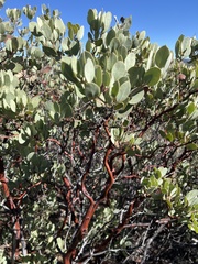 Arctostaphylos