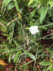Ipomoea lacunosa