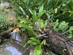 Aechmea bracteata