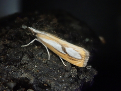 Catoptria permiacus