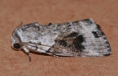 Garella
