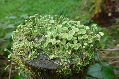 Cladonia fimbriata
