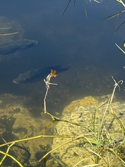 Mayaheros urophthalmus