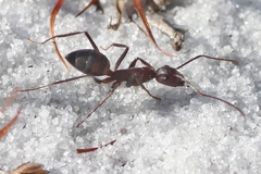 Camponotus socius