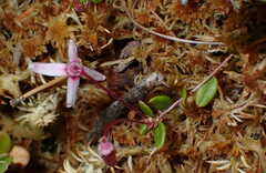 Vaccinium microcarpum