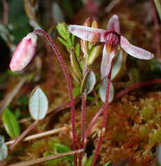 Vaccinium microcarpum