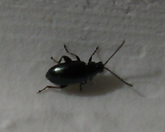 Psylliodes chrysocephala