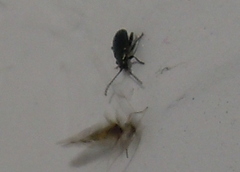 Psylliodes chrysocephala