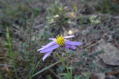 Aster willkommii