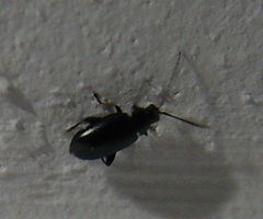 Psylliodes chrysocephala
