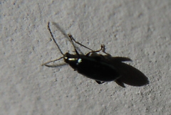 Psylliodes chrysocephala