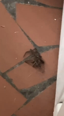 Araneae
