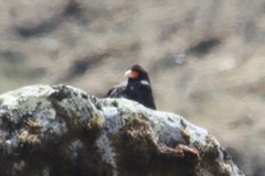 Daptrius megalopterus