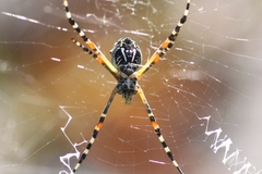 Argiope florida
