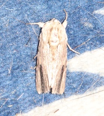 Spodoptera