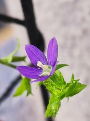 Triodanis