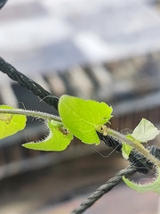 Triodanis