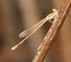 Nehalennia pallidula