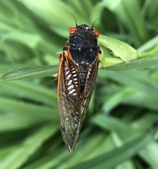 Magicicada septendecim