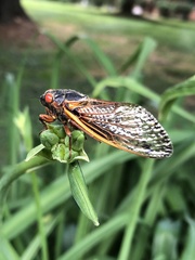 Magicicada septendecim