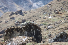 Daptrius megalopterus