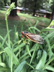 Magicicada septendecim