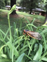 Magicicada septendecim