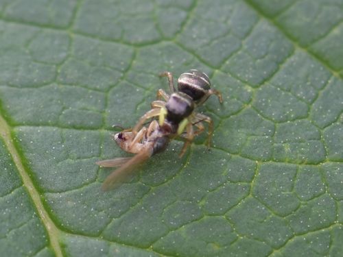 Copper Sun Jumper, Groesbeek, Nederland, photo 10 of 10