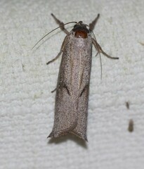 Pilostibes stigmatias