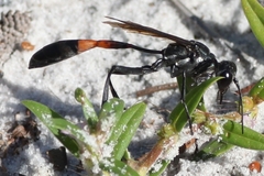 Ammophila procera