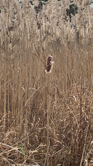Typha latifolia