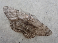 Hypomecis roboraria displicens