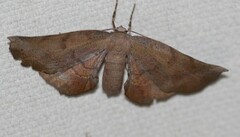 Parepisparis multicolora