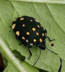 Pachycoris torridus