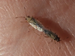 Nysius