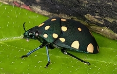 Pachycoris torridus