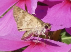 Polites vibex praeceps