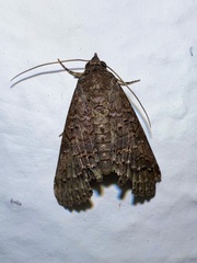 Noctuoidea