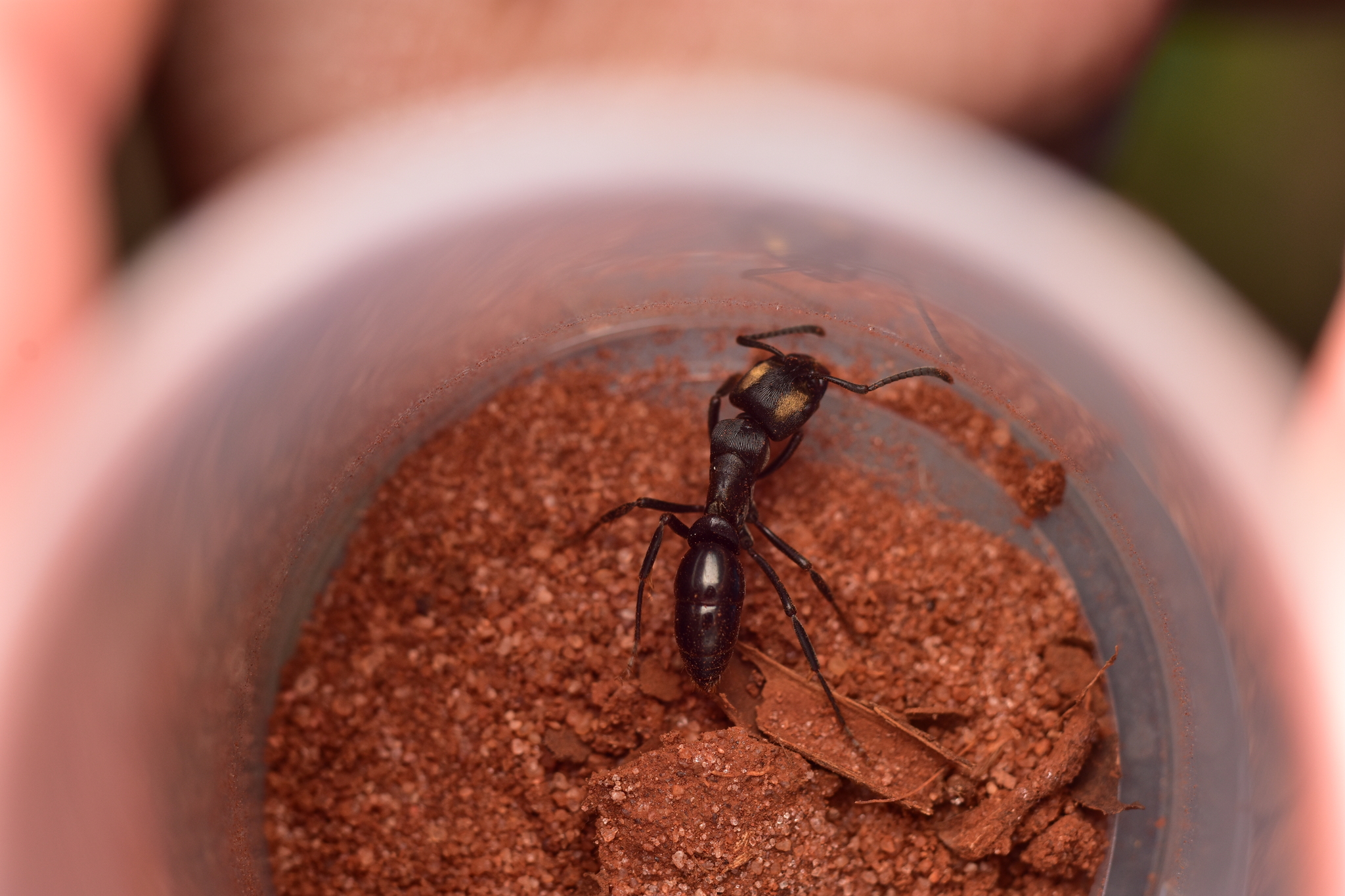 Neoponera magnifica