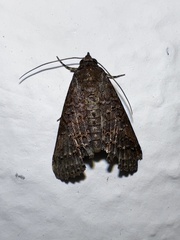 Noctuoidea
